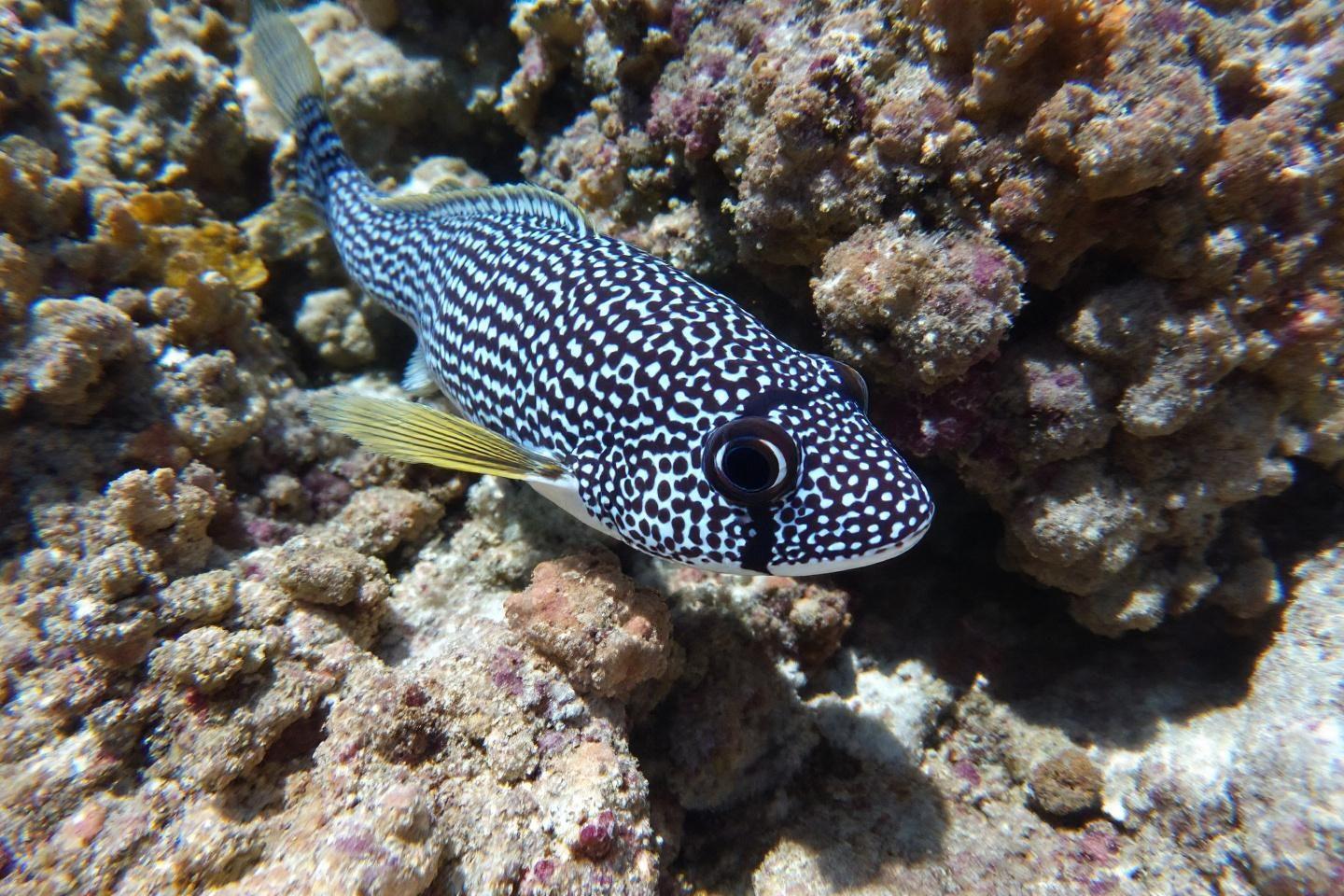 Poisson tacheté blanc et noir nageant près de coraux