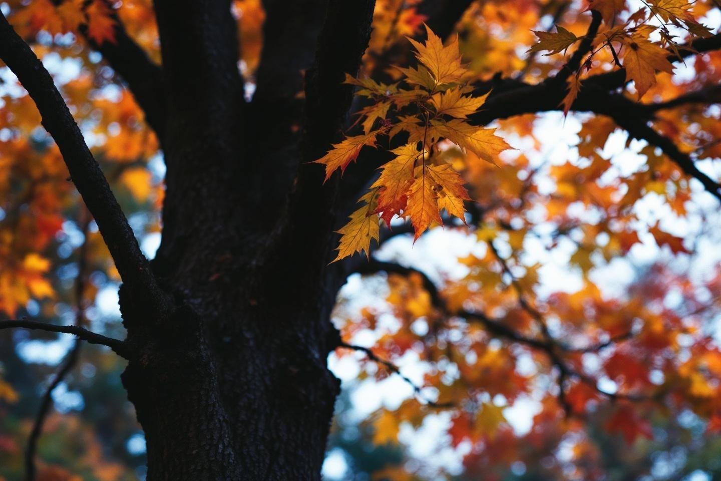 Branches d'arbre avec feuilles orang&eacute;es et jaunes en automne