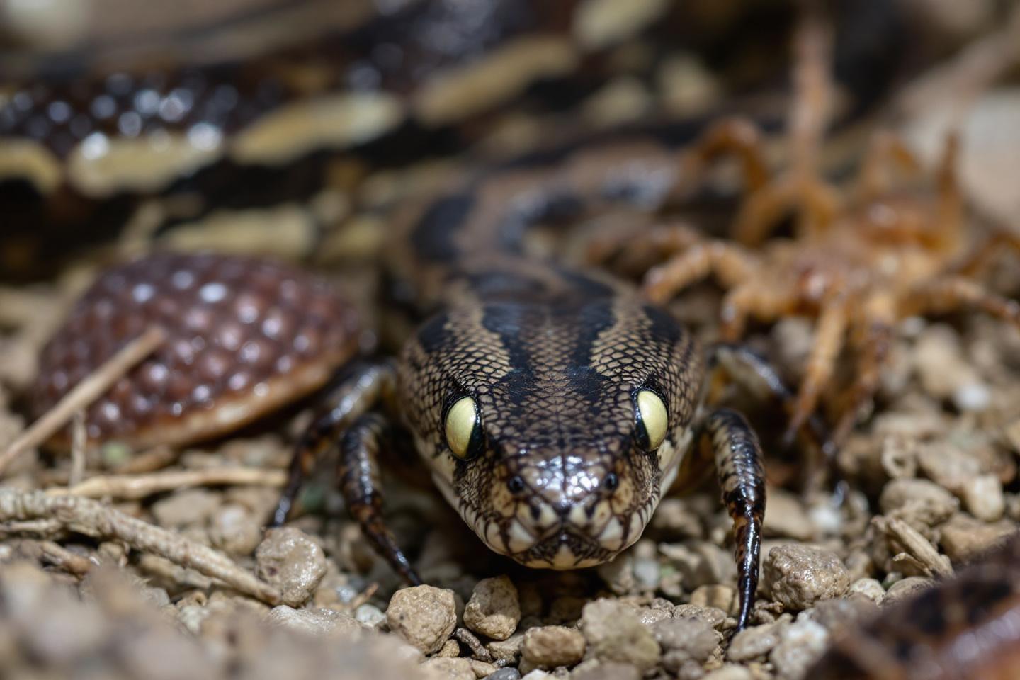 Malte pays dangereux : animaux dangereux et conseils pour voyager en sécurité