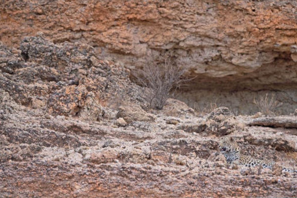 Un léopard se cache sur cette photo, vous avez des yeux en parfait état si vous pouvez le repérer
